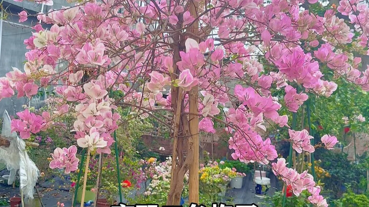 How to quickly achieve the cascading effect with bougainvillea?