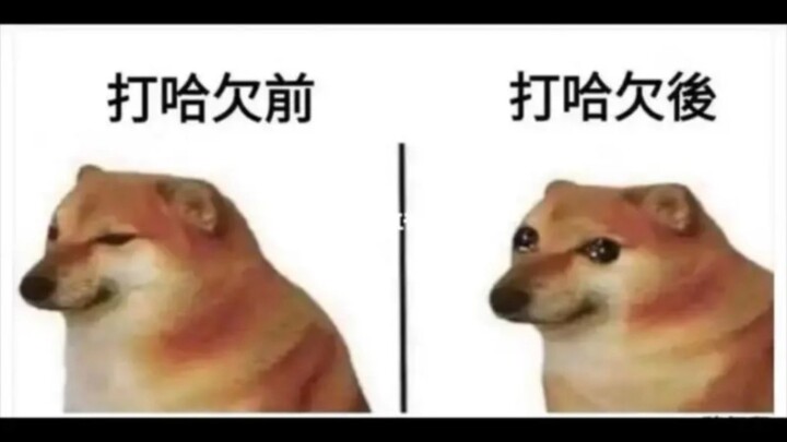 网络真实梗图，不真实你来真实我（doge）