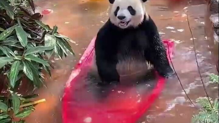 ข่าวดี: ขึ้นเรือแล้ว ข่าวร้าย: เรือจมแล้ว 😂