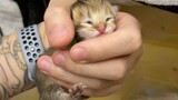 The probability of delivering these four kittens is about the same as winning 5 million. . . .