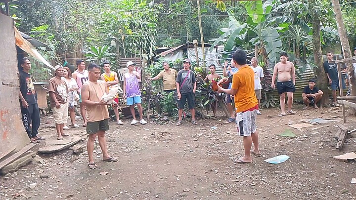 manok ni bayaw  (white)