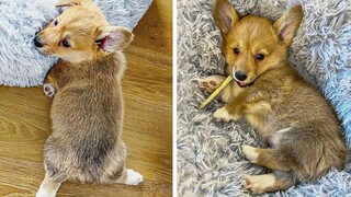 OMG CUTE BABY ANIMALS Videos Compilation CUTEST โมเมนต์ของสัตว์ 🐶 ลูกสุนัขน่ารัก 28