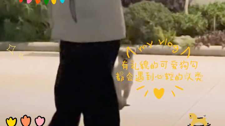 Polite and adorable dogs are always destined to meet kind-hearted humans.