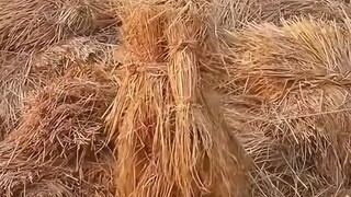 พวกคุณเป็นคนเล่นซ่อนหา
