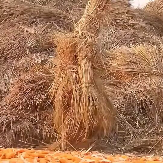 พวกคุณเป็นคนเล่นซ่อนหา