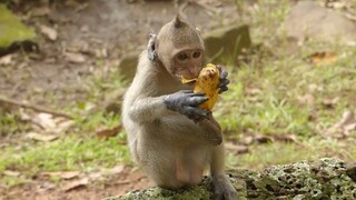 Smart Monkey Janet Using Leg For Support Daily Eating, So Pity Janet Long Time Swollen Hands