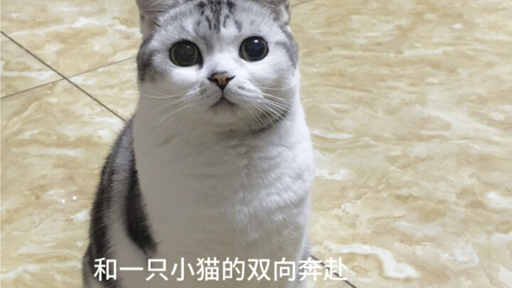 和一只小猫的相遇～