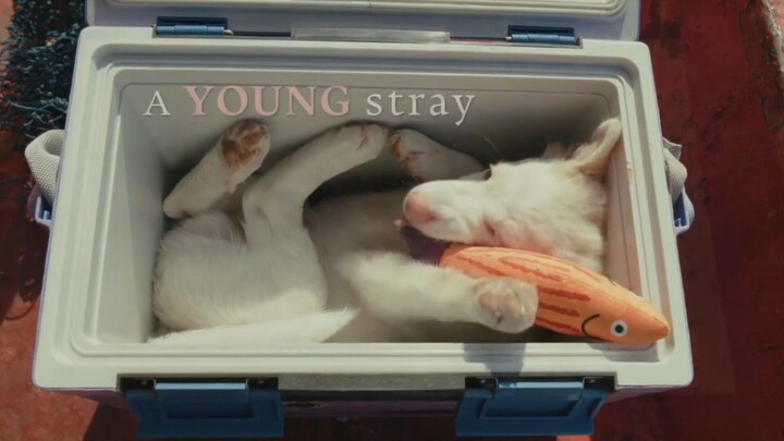 GOHAN - Trailer Resmi