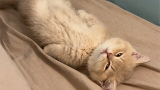 Do you know what it means to gently wake up a kitten?