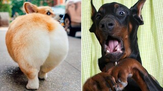 Funny Animal Videos That Are IMPOSSIBLE Not To Laugh At 😂 (CUTE)