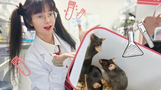 带上鼠鼠给大家跳一个☆摸鱼科研美少女无罪！☆