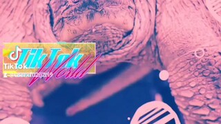 松松和二毛：吃鳄龟蛋汤，红烧鳄龟爪，小炒鳄龟&白灼鳄龟