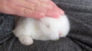 กระต่ายน้อยน่ารักบนตักของฉัน!