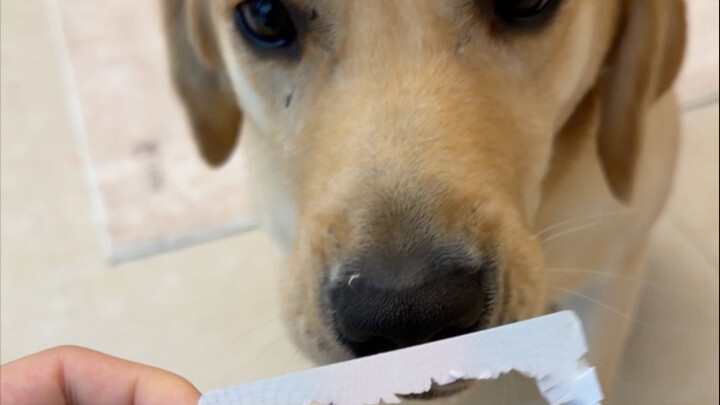 A 60-jin puppy, 59.9 jin of rebellious spirit—the rest is history!