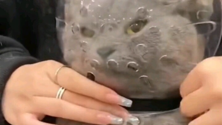 Hahaha, aku bakal mati ketawa liat topeng ini 😂