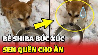 Bé Shiba BỨC XÚC vì Sen đi CÀ PHÊ không lo ĂN UỐNG cho mình 😂 | Yêu Lu