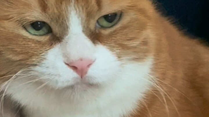 A mysterious aunt pays a visit, and Xiao Mi is so delighted that he forgets about ginger!