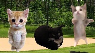 The kitties go out to play, and Banana Cat earns a big merit!