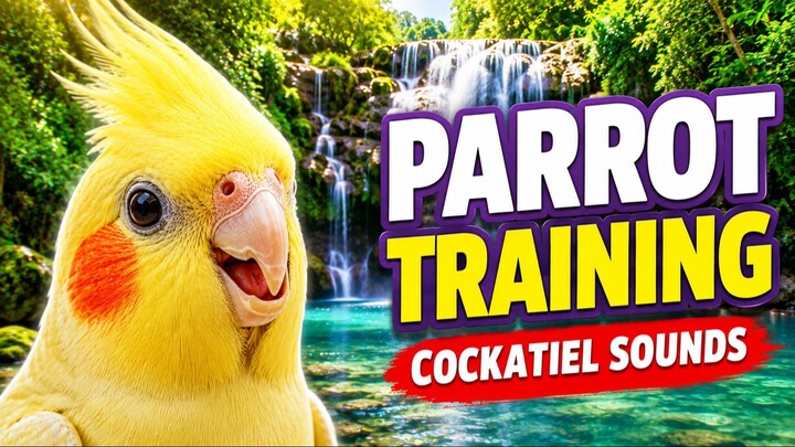 Cockatiel whistle training | Parrot training whistles with relaxing sounds of nature