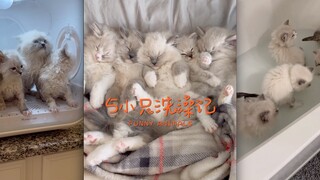 谁能拒绝看可爱猫咪洗澡🛀