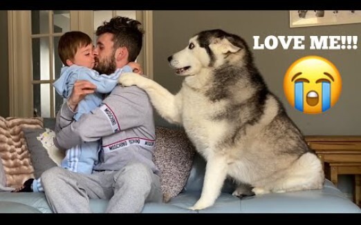 Saat aku memanjakan bayiku dengan bermain iseng, anjing husky jadi cemburu! [Video terlucu sepanjang