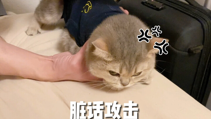 Mấy bé mèo con chẳng phải chỉ cậy thế trong nhà sao!