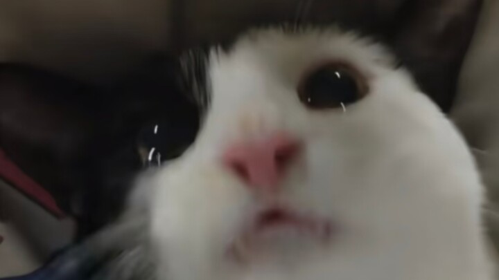 Kucing sapi perah diperas kelenjar anusnya sampai menangis kesal (kini sudah ditenangkan)