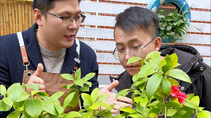 Treatment Methods for Camellia Yellowing Leaves, Leaf Drop, and Poor Growth