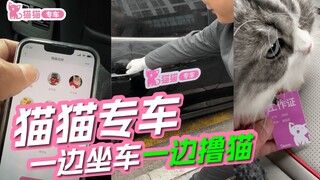 打了个“猫猫专车”，简直太爽了