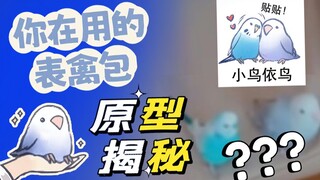 Apakah kamu pernah melihat aslinya dari meme gambar burung yang populer di internet?