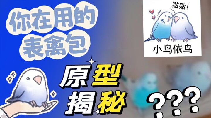 هل سبق لك أن رأيت النماذج الأصلية لرموز الطيور الشهيرة على الإنترنت؟