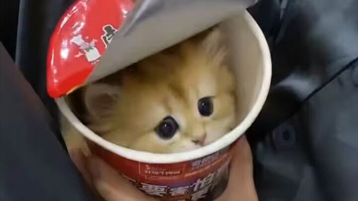 بتسمّي هذا قطّة صغيرة؟؟