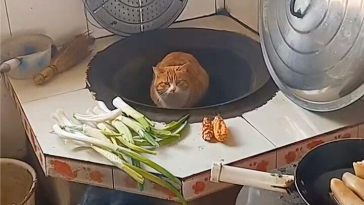 “Tanpa merasakan penderitaan kucing, jangan menasihati agar menjadi baik”