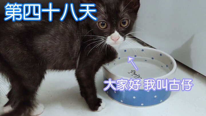 Stray Cat Moves Into My Home [Day 48]