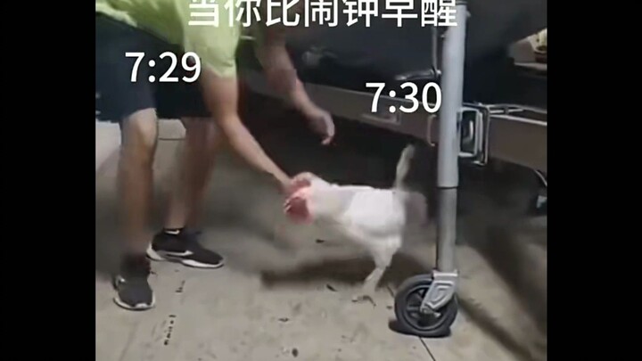 عندما تستيقظ قبل المنبّه!!!