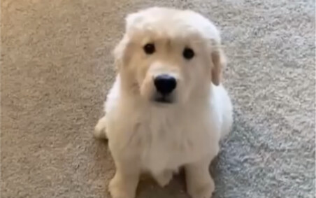 Every time I hear the lyrics "turn around," this little puppy can't help but spin in circles!