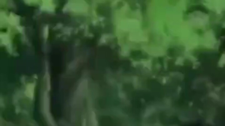 rock lee