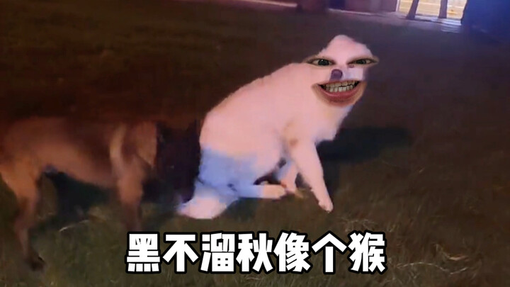 Doggy: Mom, let's swindle it!