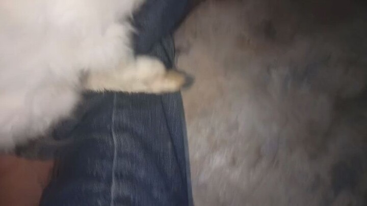 My pet
