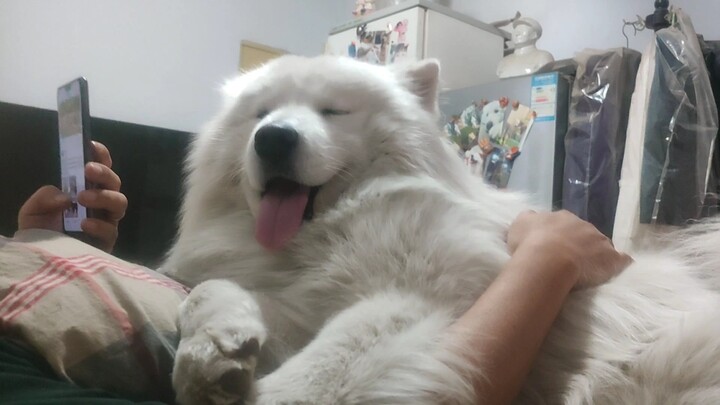 The little dog naively thought that when humans touched his head, it meant they liked him. He didn't