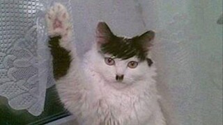 International Fun Video Compilation & Animal Silly Behavior Awards #116