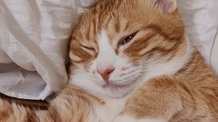 About how a cat woke me up in the middle of the night and kept me from sleeping!