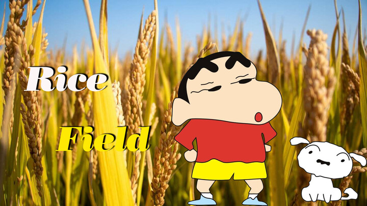 【Crayon Shin-chan】Dao Xiang (Fragrance of Rice)