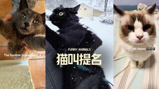 提名一些年度猫叫声‼️