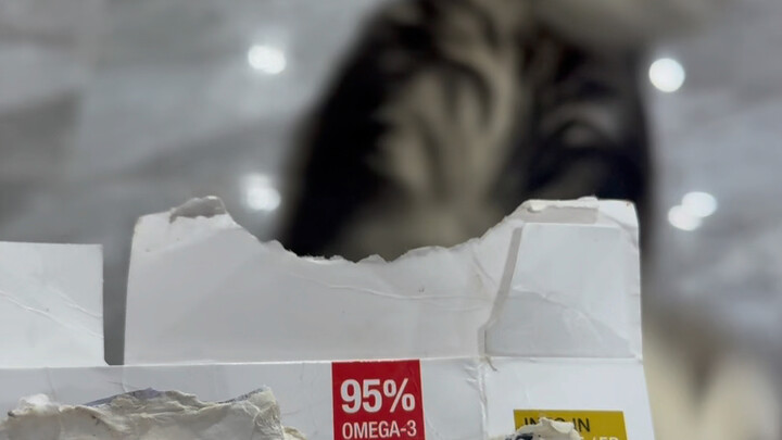 أنا مجنون من الغضب! الكلب الأحمق سرق وأكل ثلاث علب زيت السمك.