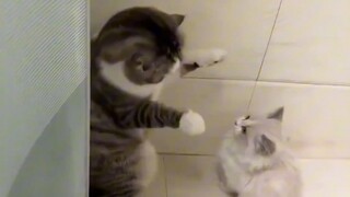 Let's look at the cute cats together