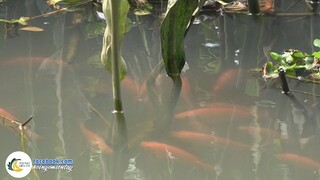 Phát Hiện Được Ổ Cá Diêu Hồng Nhiều Vô Kể | Hội Ngộ Miền Tây - Tập 255