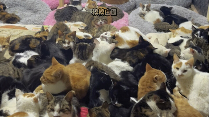 Huddled around the little sun, sleeping in cozy little groups