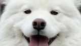 Take a look at the smiling angel Samoyed, it has been warm for 3000 years