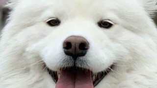 Ngắm thiên thần mỉm cười Samoyed, 3000 năm vẫn ấm áp